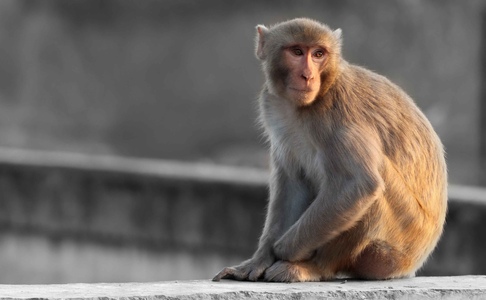 A rhesus macaque