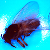 Black fly genome project