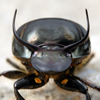 Bull-headed dung beetle