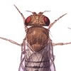 Drosophila modENCODE Project