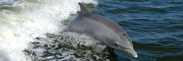A bottlenose dolphin. Source: Wikimedia Commons