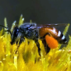 Dwarf honey bee
