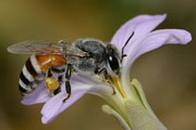 Dwarf honey bee