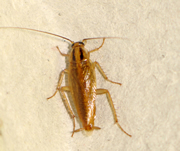 German cockroach, adult male