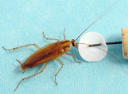 German cockroach, adult male responding to sex pheromone