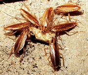 German cockroach, adults feeding