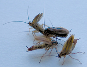 German cockroach, three males courting a female