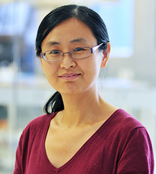 Yumei Li, Ph.D.