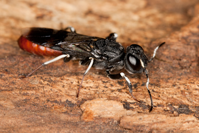 Parasitic wood wasp