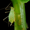 Pea aphid