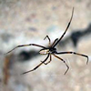 Western black widow spider