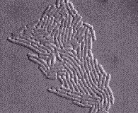 Image of Escherichia coli DH10B