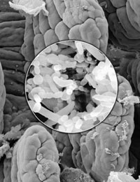Image of gut microbe